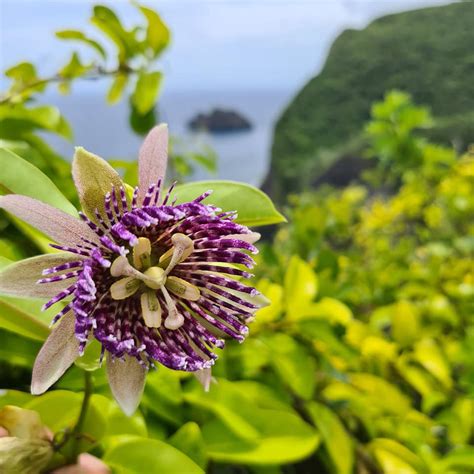 white edible flowers in hawaii|tropical flowers in hawaii.